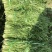 【热卖】芥菜雪里红大量上市，供应各大电商市场工厂