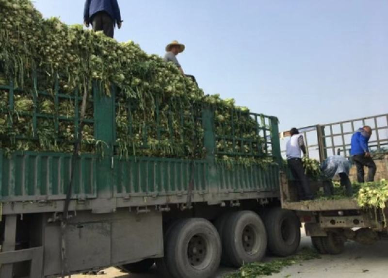 【热卖】芥菜雪里红大量上市，供应各大电商市场工厂