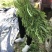 【热卖】芥菜雪里红大量上市，供应各大电商市场工厂