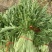 【热卖】芥菜雪里红大量上市，供应各大电商市场工厂