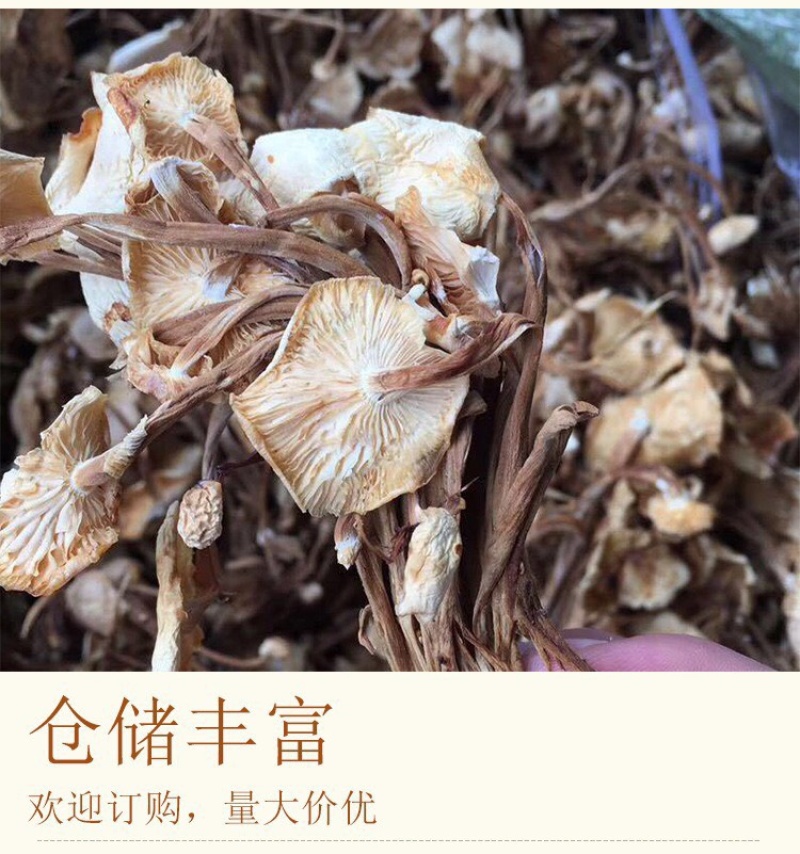 茶树菇2022年新货干货茶树菇炖汤炒菜