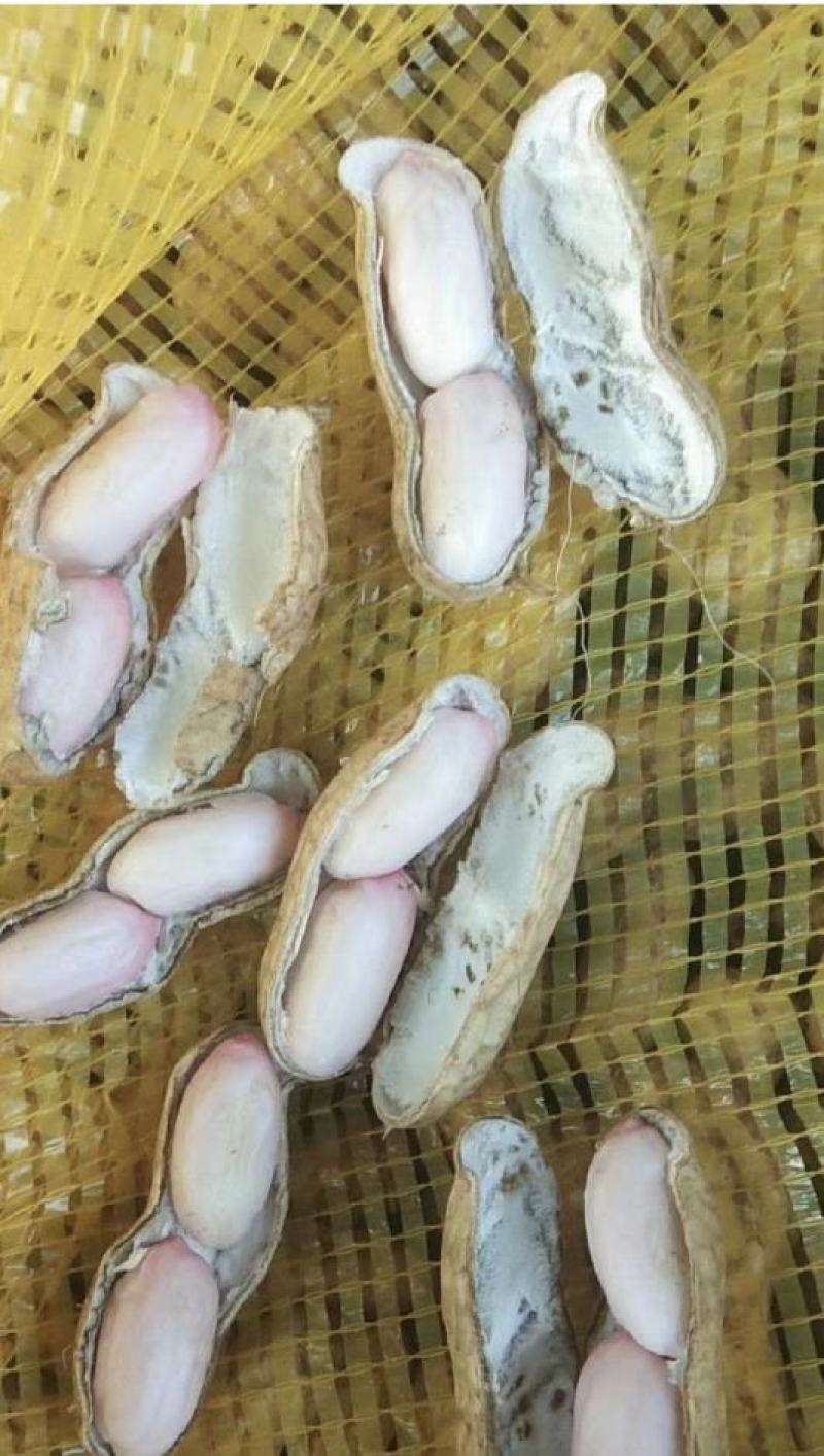 【优质】鲜花生，对接电商，工厂，市场工厂，价格美丽