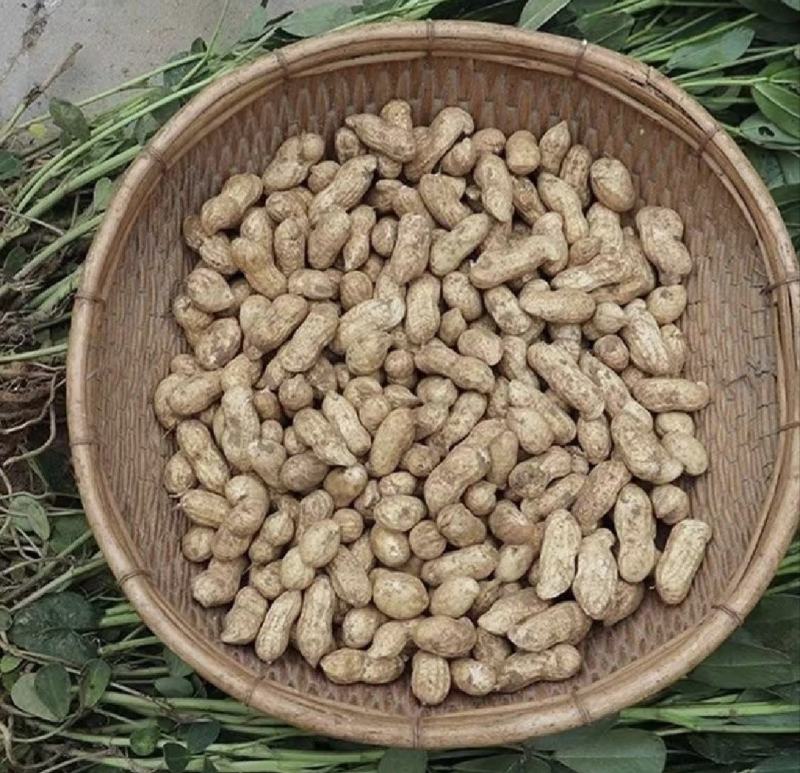 【优质】鲜花生，对接电商，工厂，市场工厂，价格美丽