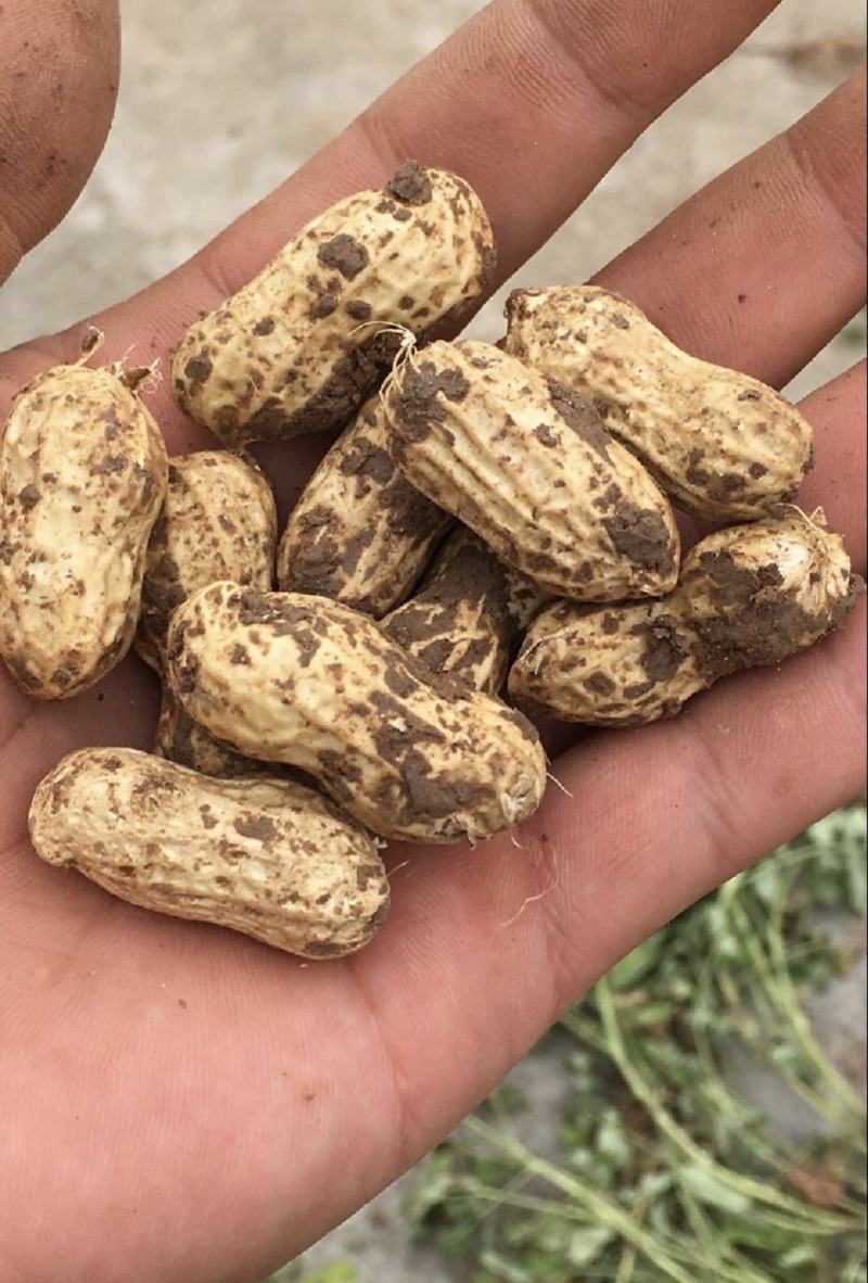 【优质】鲜花生，对接电商，工厂，市场工厂，价格美丽