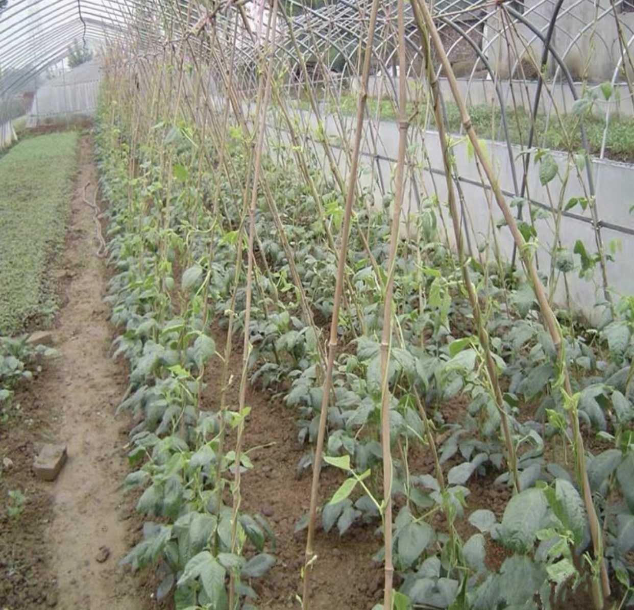 麻竹大棚种植示意图
