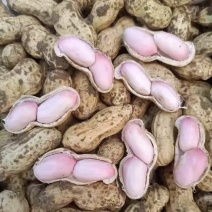 【优质】鲜花生，对接电商，工厂，市场工厂，价格美丽
