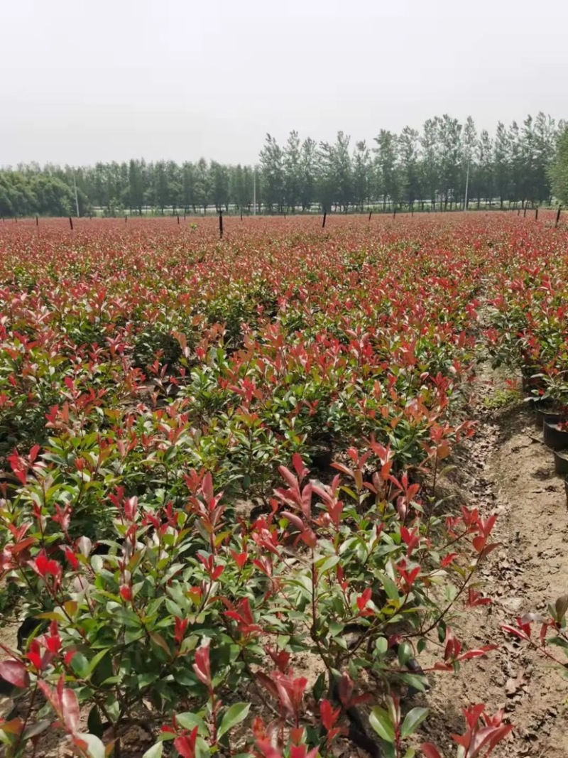红叶石楠，红叶石楠杯苗，红叶石楠树量大
