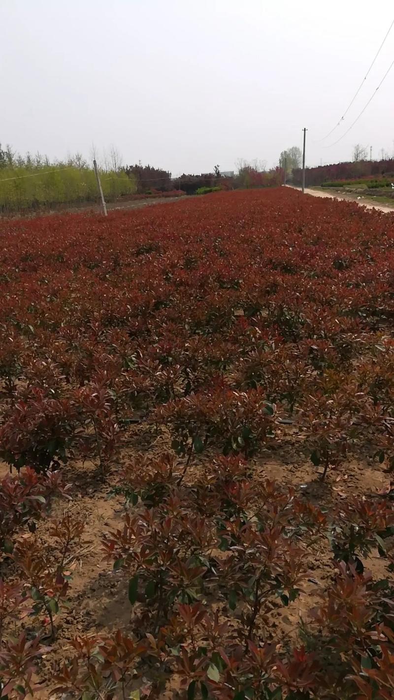 红叶石楠，红叶石楠杯苗，红叶石楠树量大