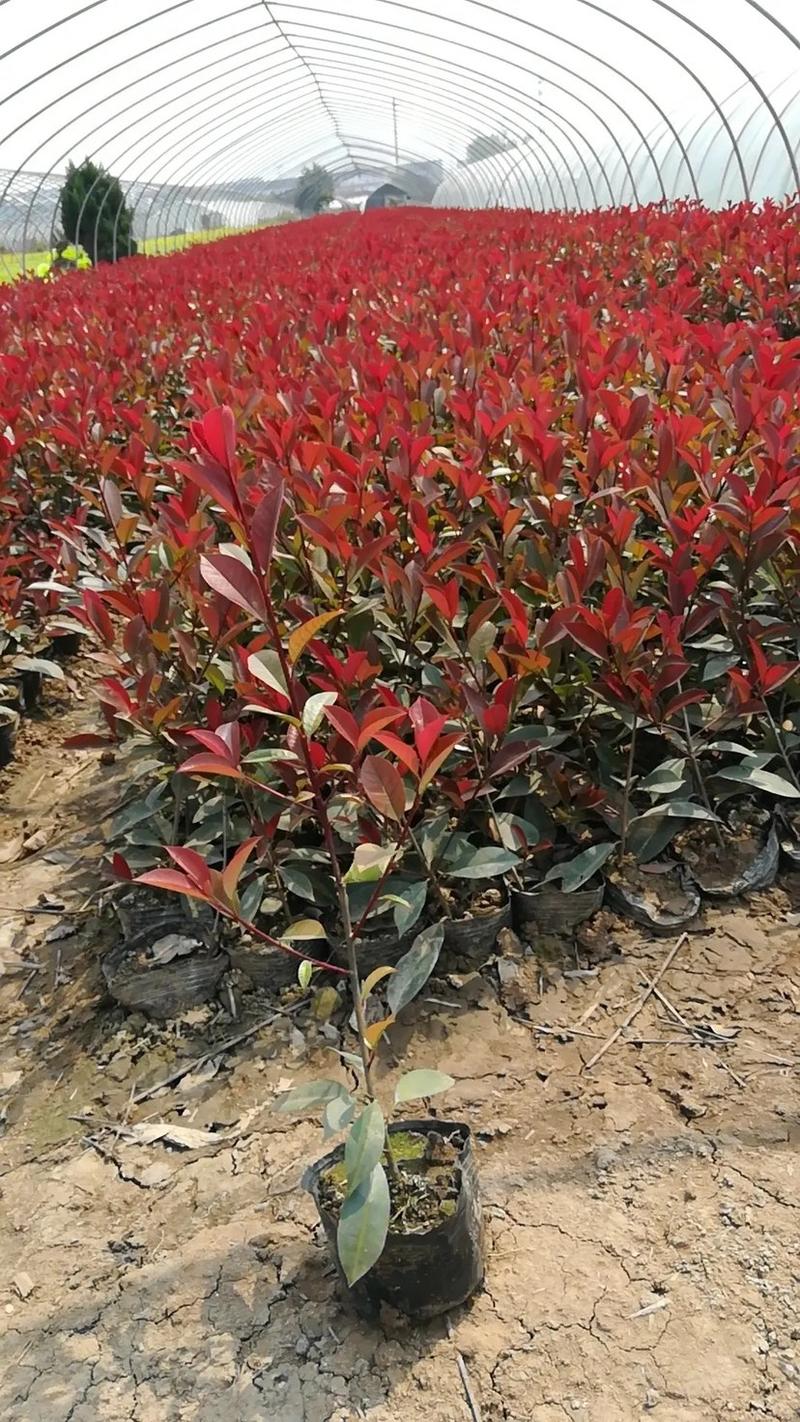 红叶石楠，红叶石楠杯苗，红叶石楠树量大