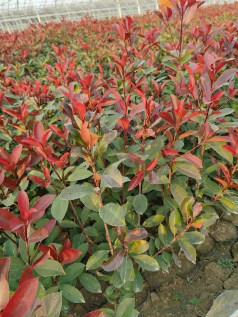 红叶石楠，红叶石楠杯苗，红叶石楠树量大