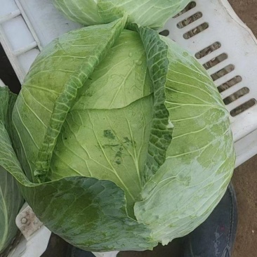 包菜甘蓝京丰质量好量大现场采摘欢迎大家前来选购