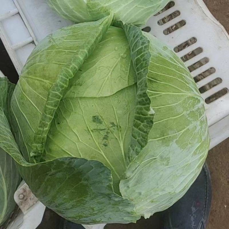 包菜甘蓝京丰质量好量大现场采摘欢迎大家前来选购