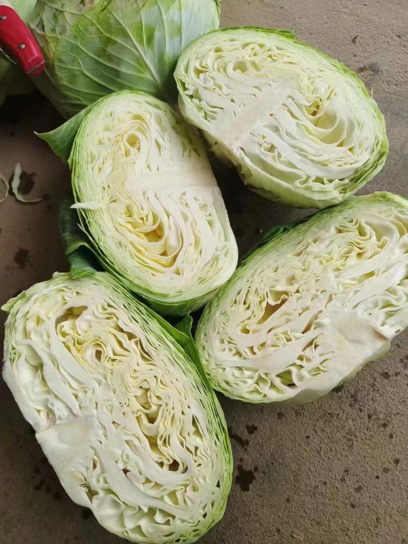 包菜甘蓝京丰质量好量大现场采摘欢迎大家前来选购