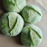 包菜甘蓝京丰质量好量大现场采摘欢迎大家前来选购