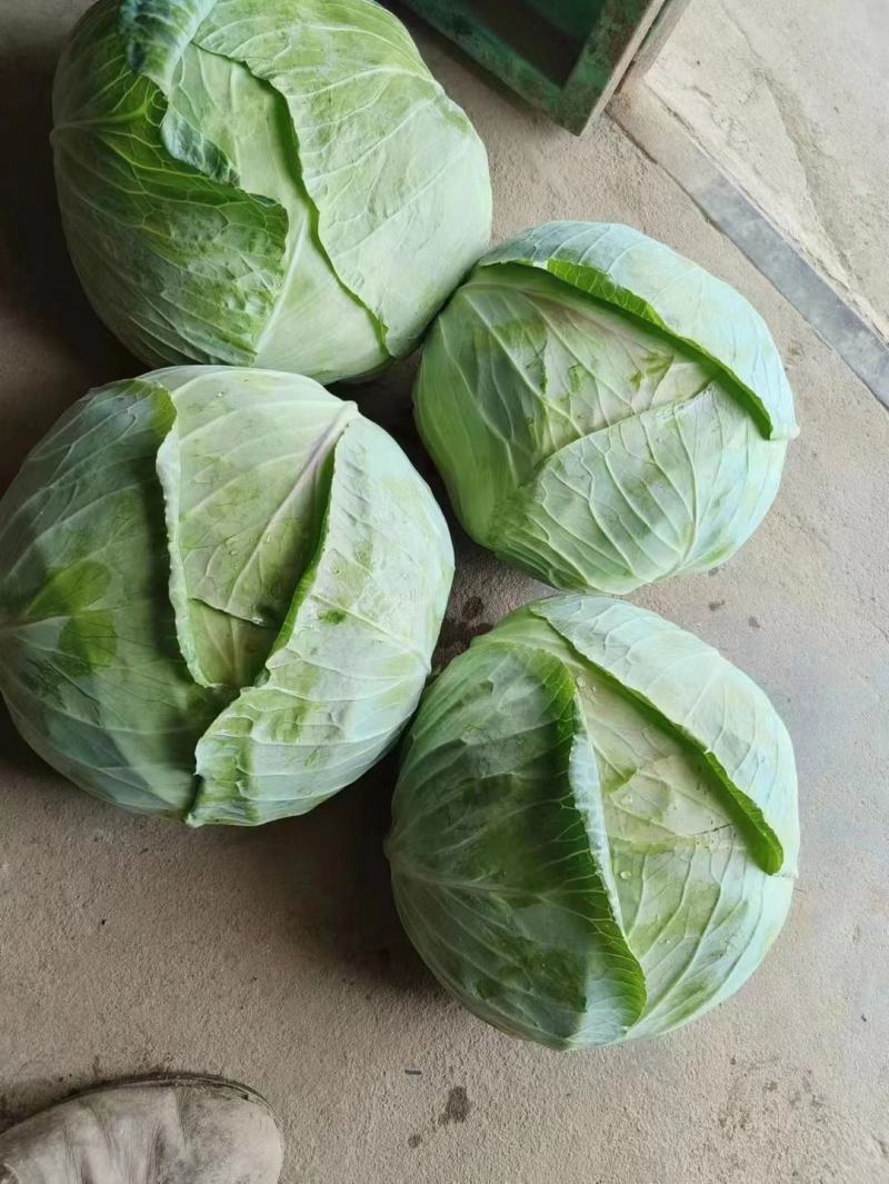 包菜甘蓝京丰质量好量大现场采摘欢迎大家前来选购
