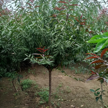 红叶碧桃4-10公分量大，基地现货，有需要的老板联系我。