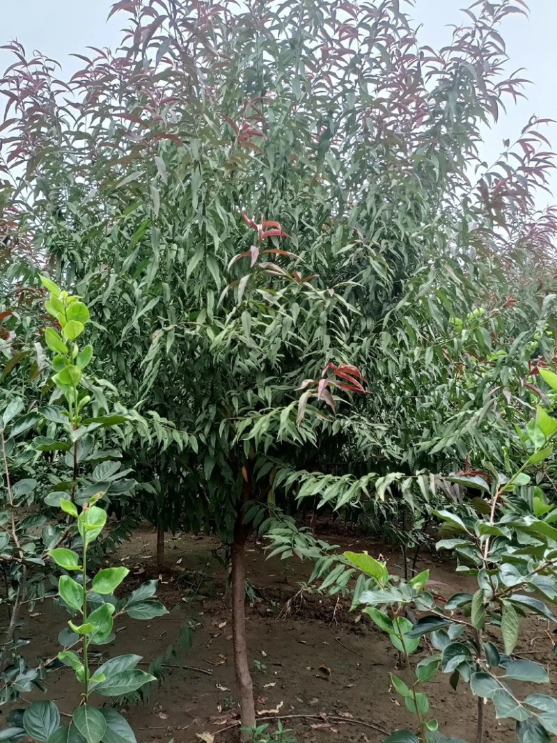 红叶碧桃4-10公分量大，基地现货，有需要的老板联系我。