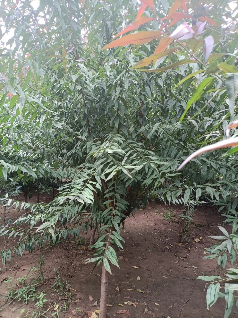 红叶碧桃4-10公分量大，基地现货，有需要的老板联系我。