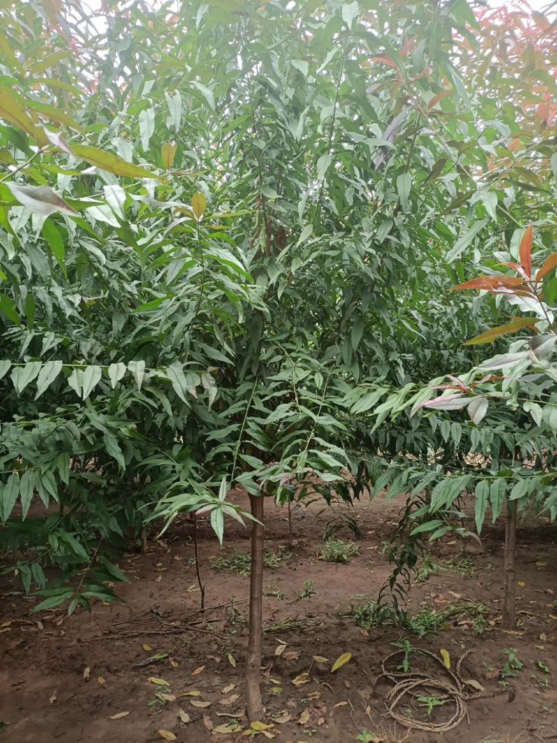 红叶碧桃4-10公分量大，基地现货，有需要的老板联系我。