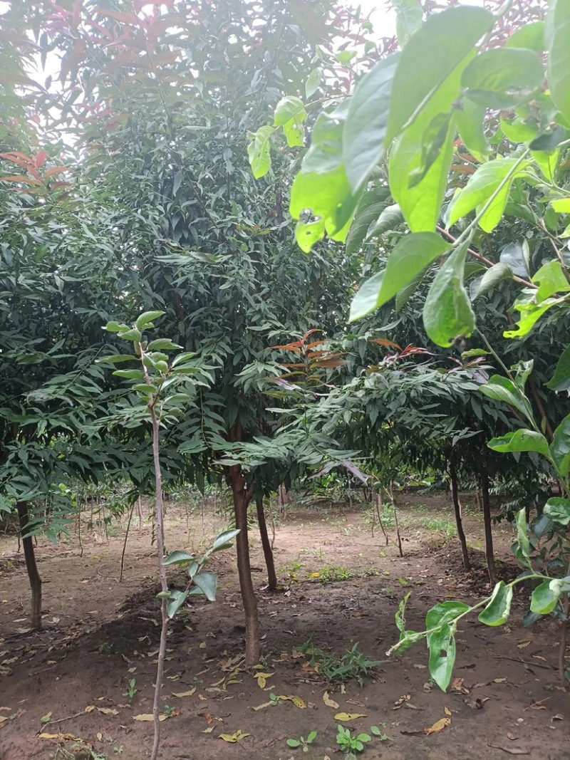 红叶碧桃4-10公分量大，基地现货，有需要的老板联系我。