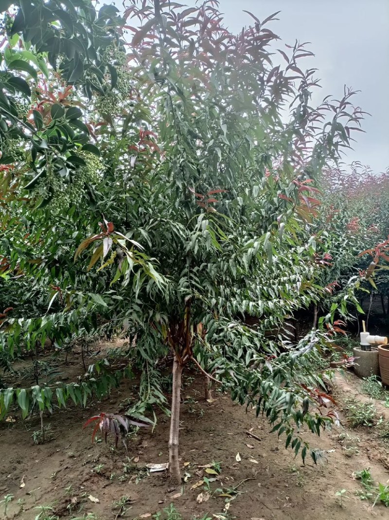 红叶碧桃4-10公分量大，基地现货，有需要的老板联系我。