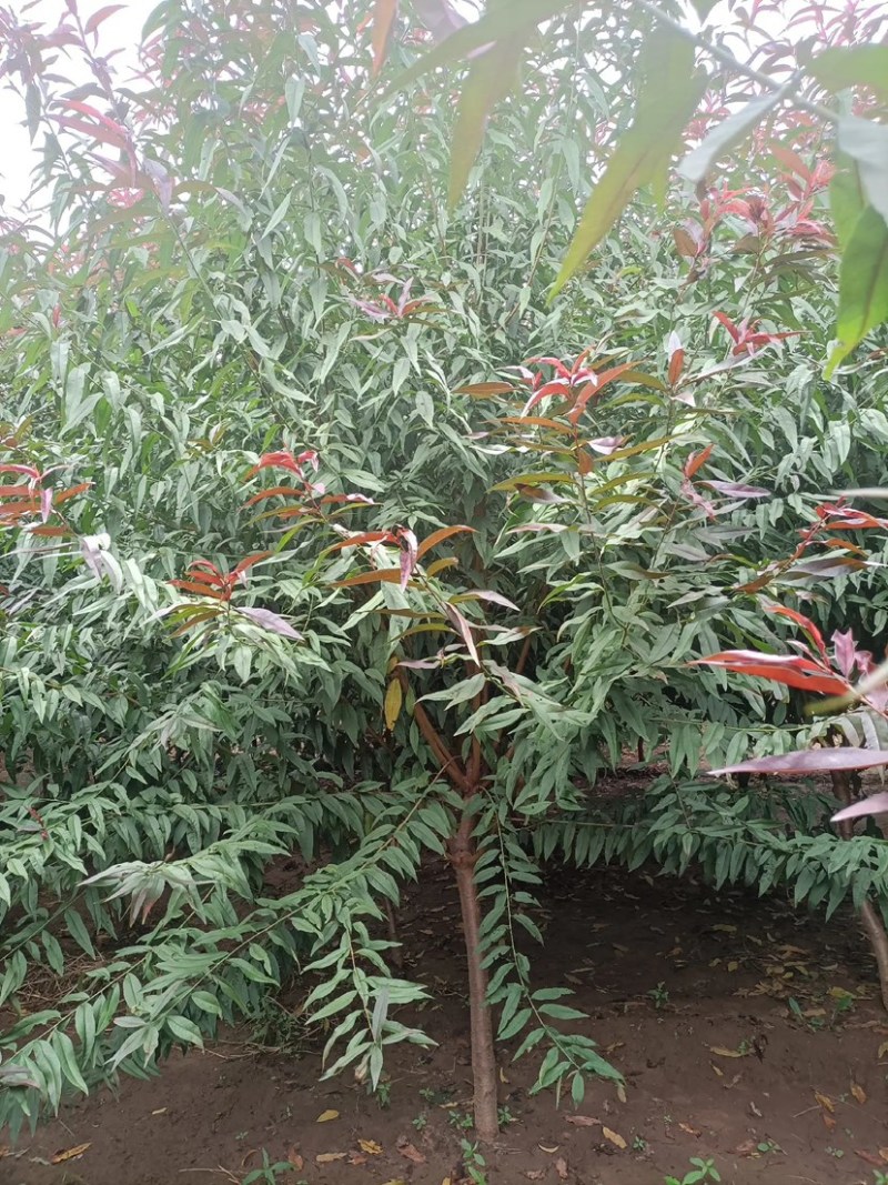 红叶碧桃4-10公分量大，基地现货，有需要的老板联系我。