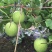 香芋冬瓜