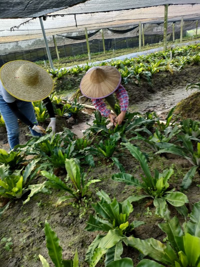 山苏菜