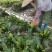 山苏菜