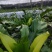山苏菜