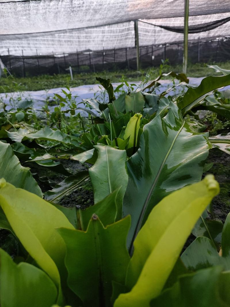 山苏菜