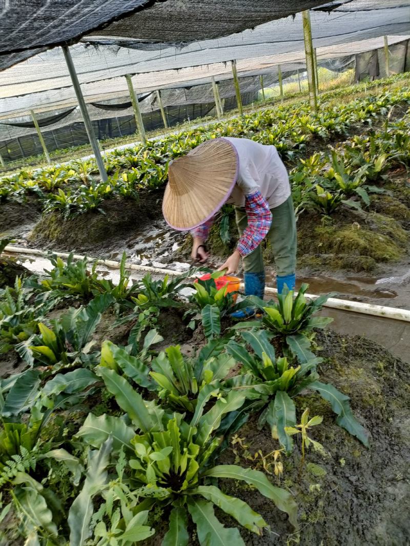 山苏菜
