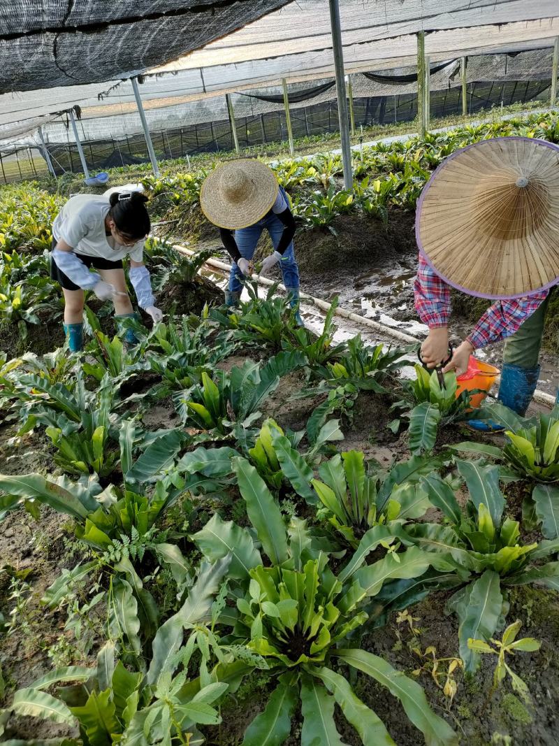 山苏菜