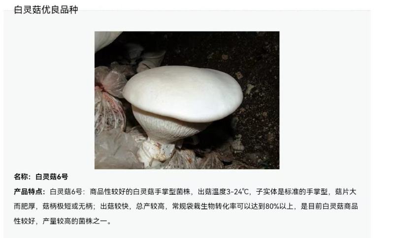 白灵菇菌棒菌包产量高划口即出现货直发随时供货