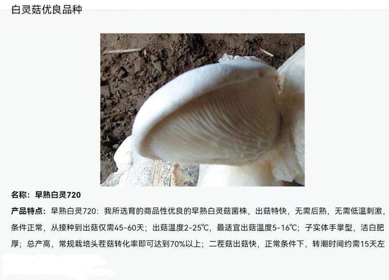 白灵菇菌棒菌包产量高划口即出现货直发随时供货