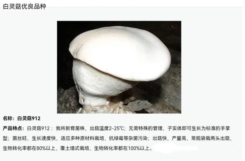 白灵菇菌棒菌包产量高划口即出现货直发随时供货