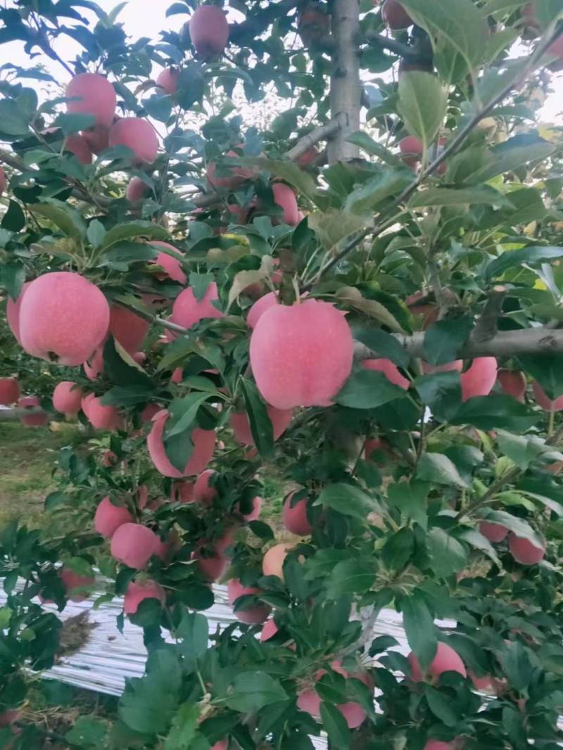 甘肃苹果大量上市
