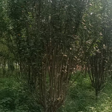 西府海棠8-12公分量大，需要的可以联系