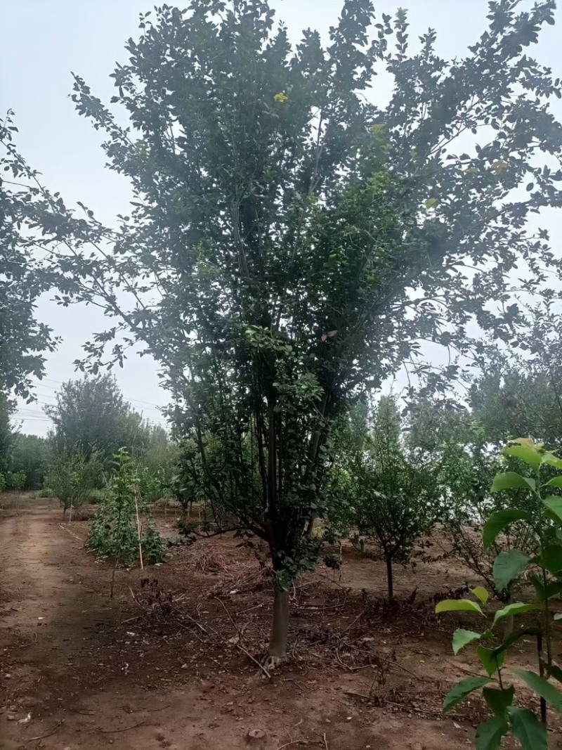 西府海棠8-12公分量大，需要的可以联系