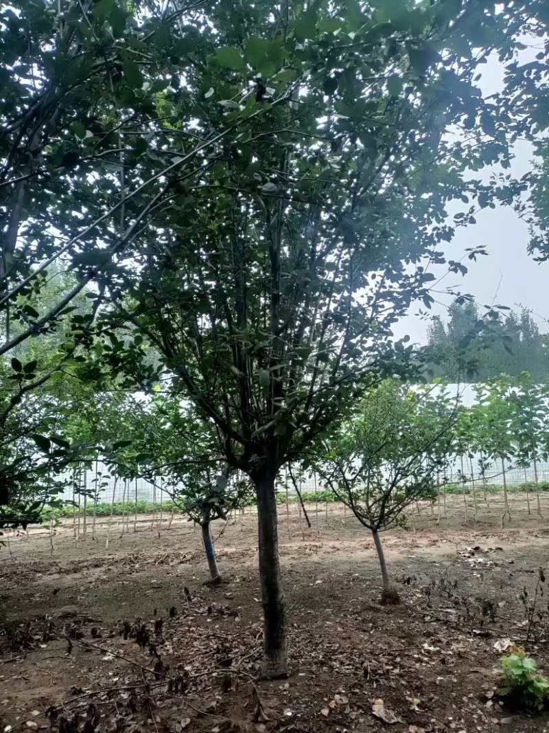 西府海棠8-12公分量大，需要的可以联系