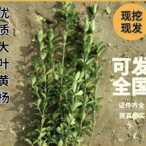 大叶黄杨苗40~60公分高量大基地现货