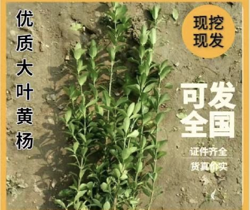 大叶黄杨苗40~60公分高量大基地现货