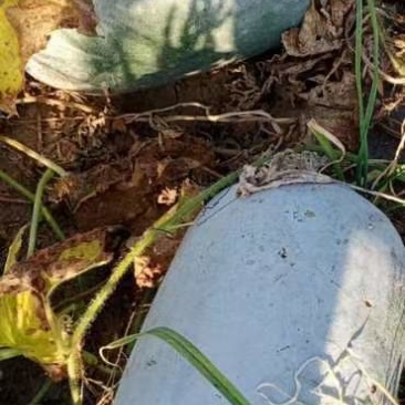 白皮冬瓜，量大，要的联系