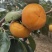 柿子陕西脆甜柿子阳丰甜柿次郎甜柿批发价格质量保证优质服务