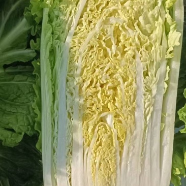杠菜