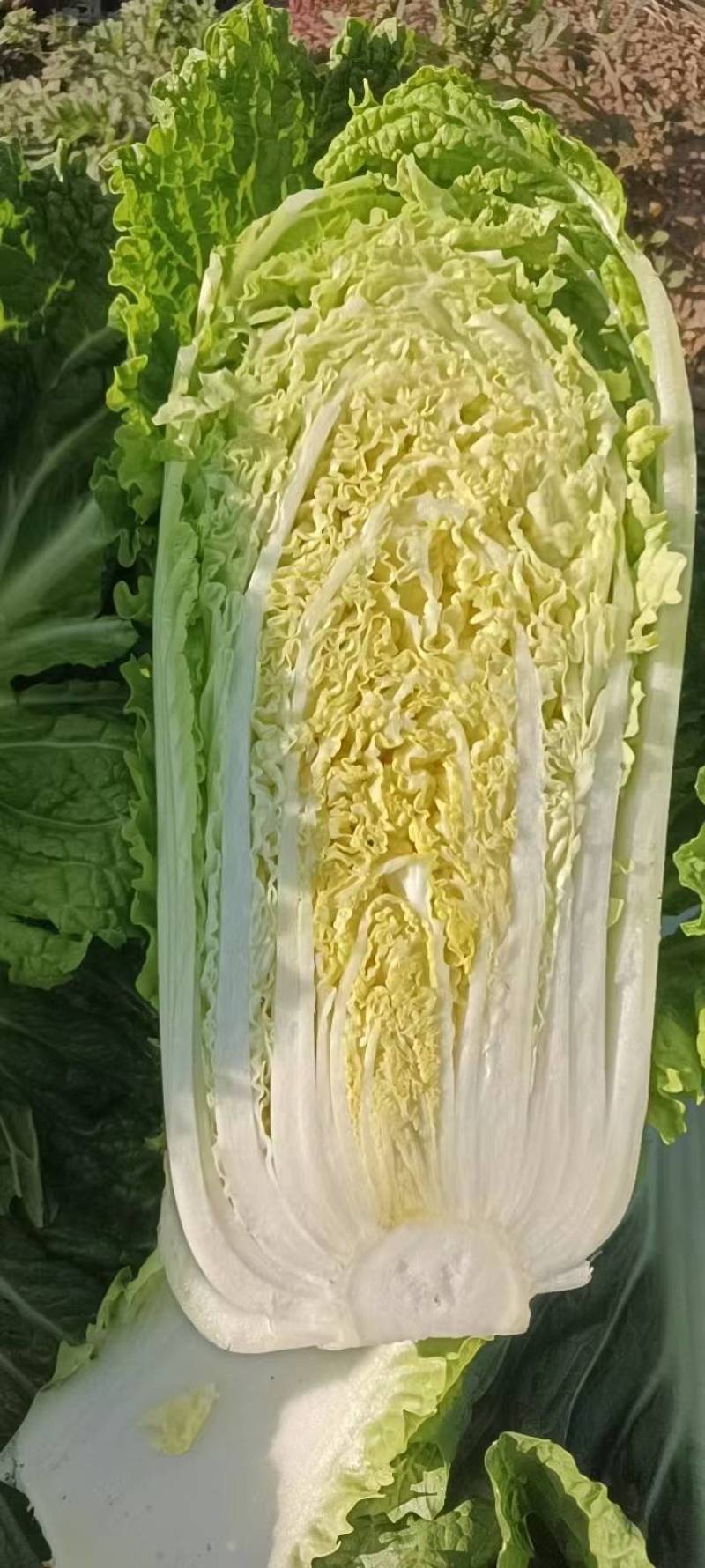 杠菜