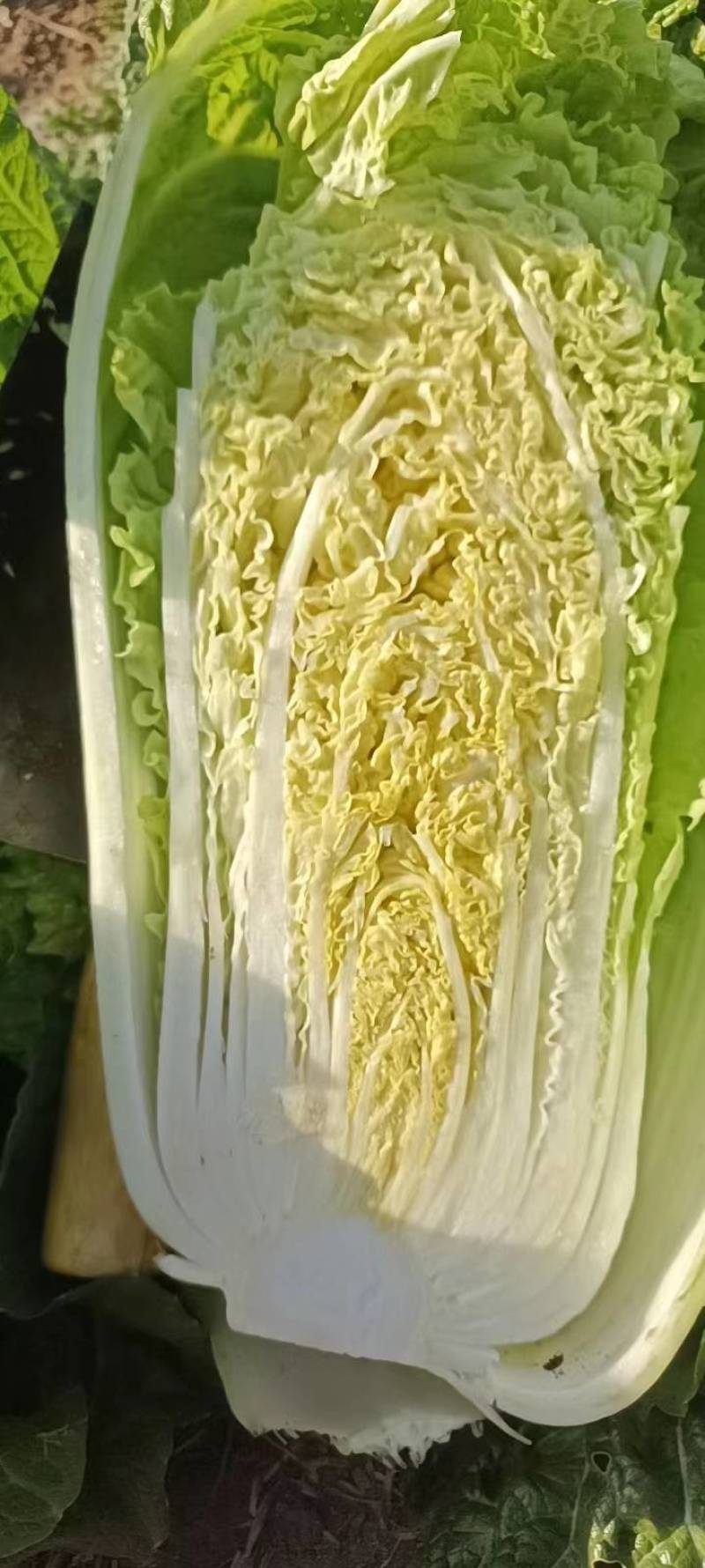 杠菜