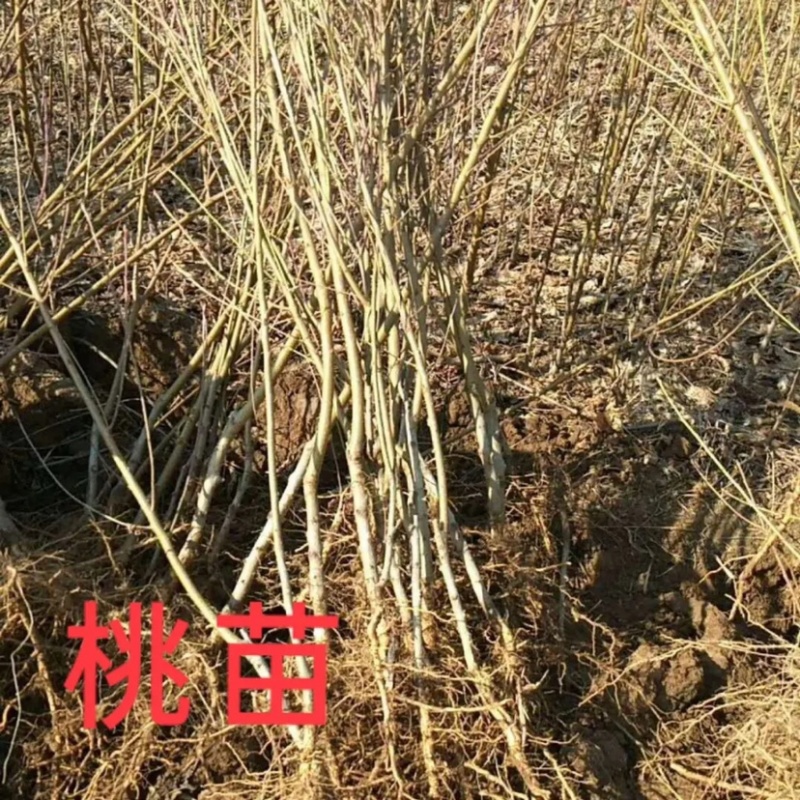 优质桃树苗大量批发，品种齐全，质量好，自家苗