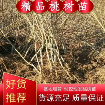优质桃树苗大量批发，品种齐全，质量好，自家苗