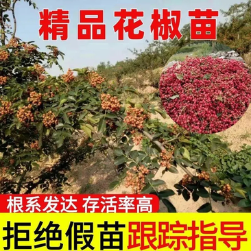 两年生花椒苗大量，口味纯正产量高，基地现挖，欢迎订购